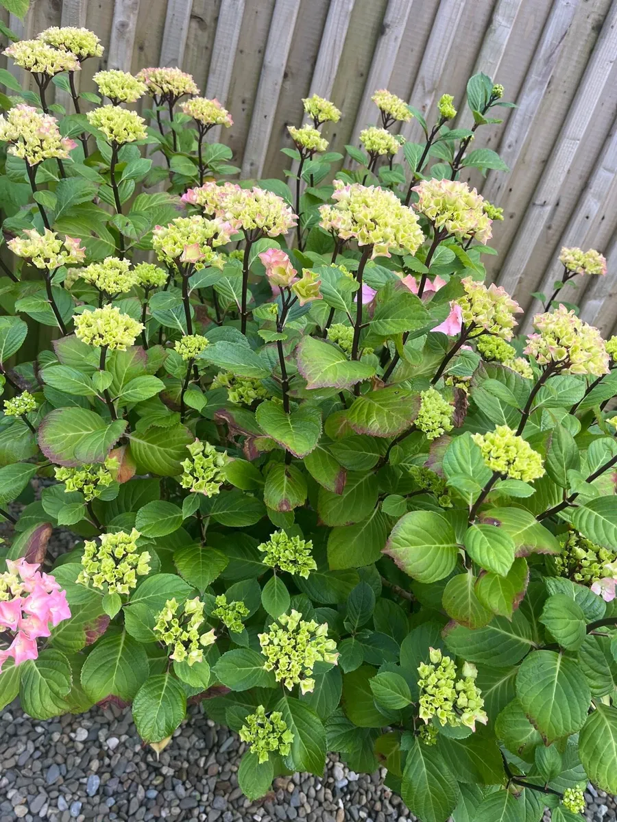 Big Hydrangea plant pink colour - Image 2
