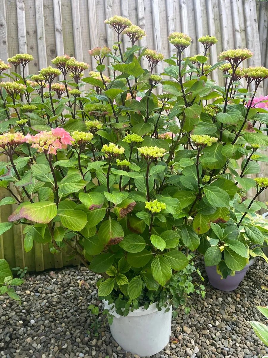 Big Hydrangea plant pink colour - Image 3