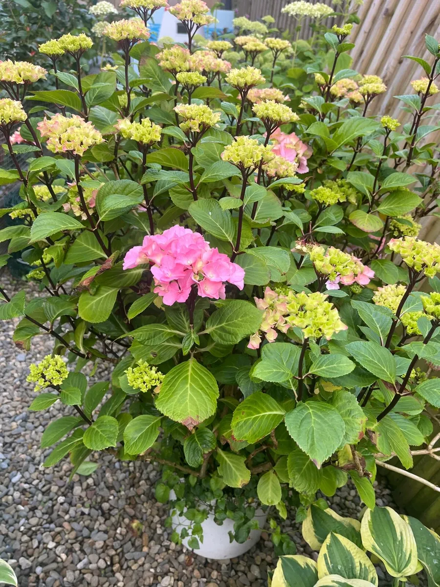 Big Hydrangea plant pink colour - Image 4