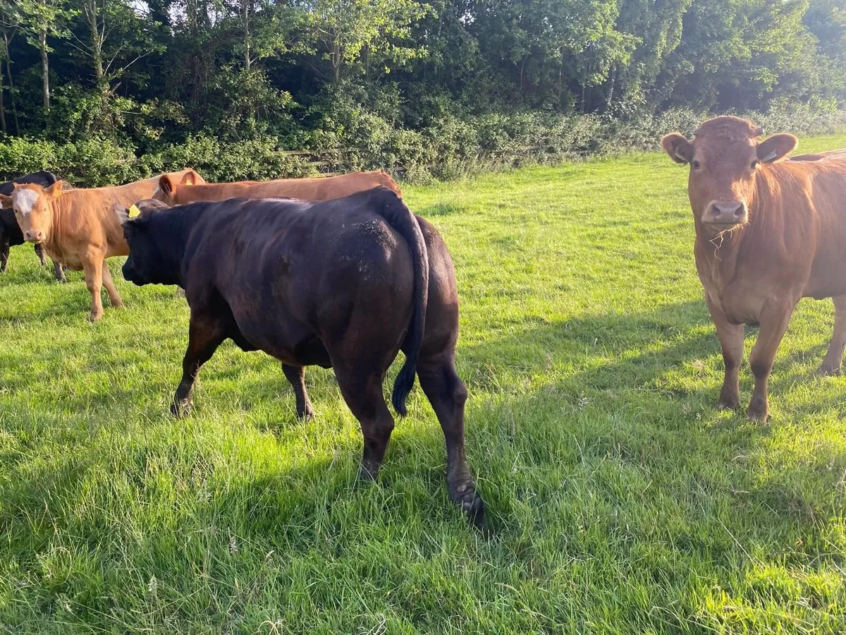 Cattle - Image 2