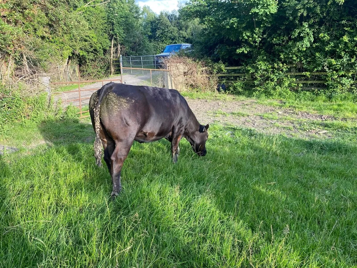 Cattle - Image 4