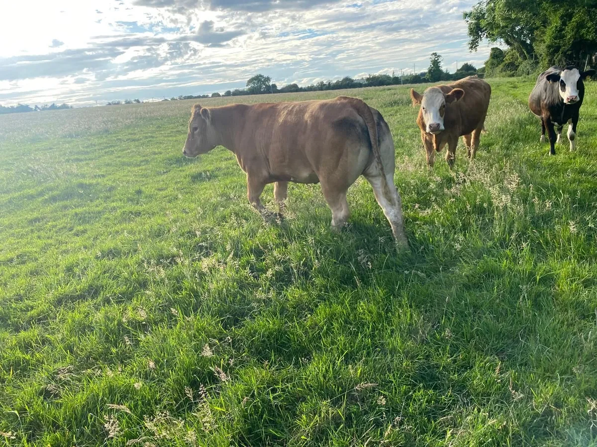 Cattle - Image 3
