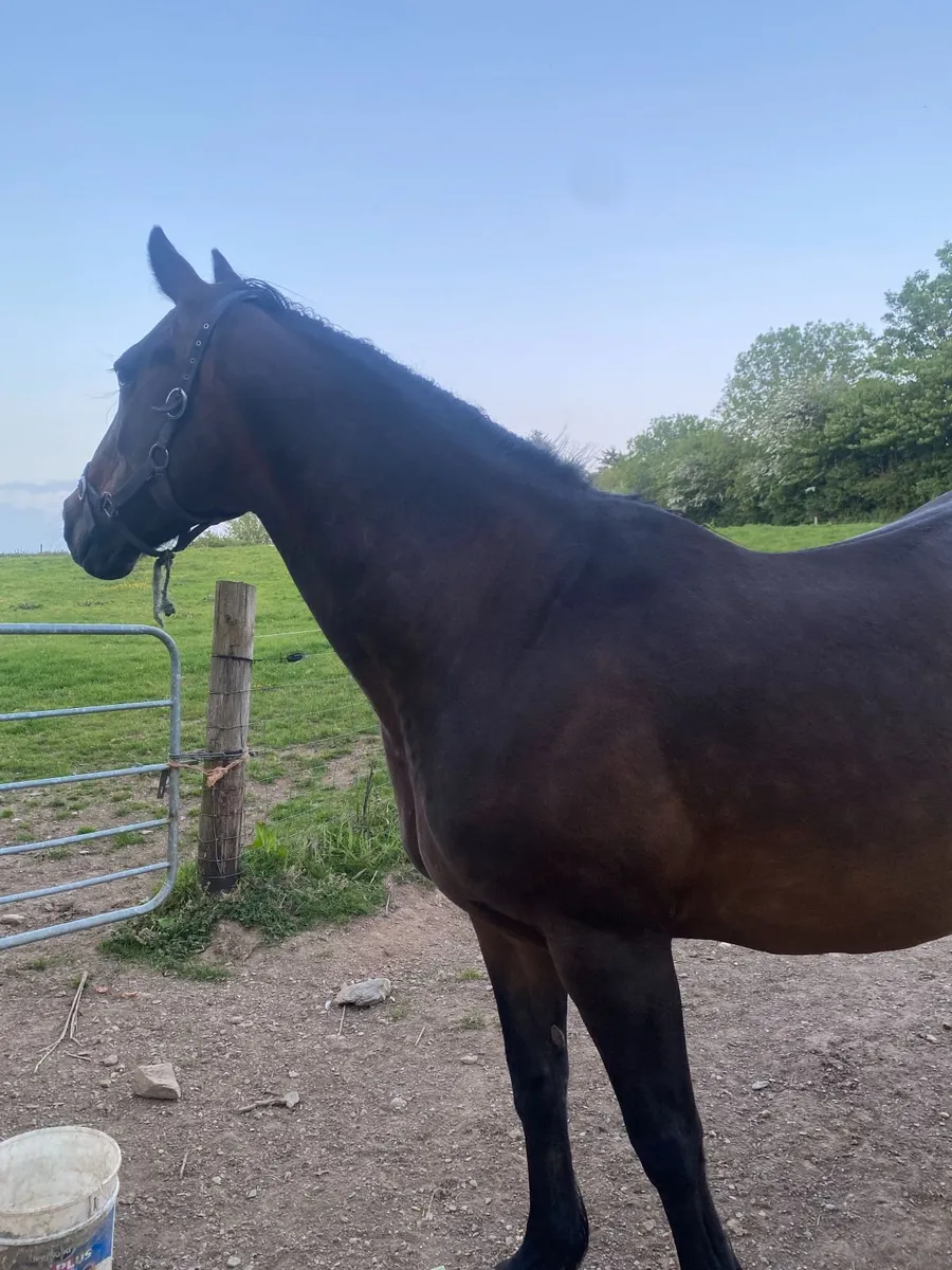 Proven 16.1hh Bay Brood Mare |Sports Horse Ireland - Image 3