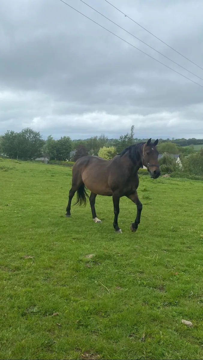 Proven 16.1hh Bay Brood Mare |Sports Horse Ireland - Image 4