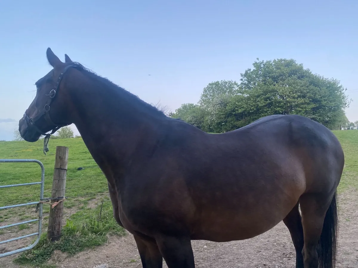Proven 16.1hh Bay Brood Mare |Sports Horse Ireland - Image 2