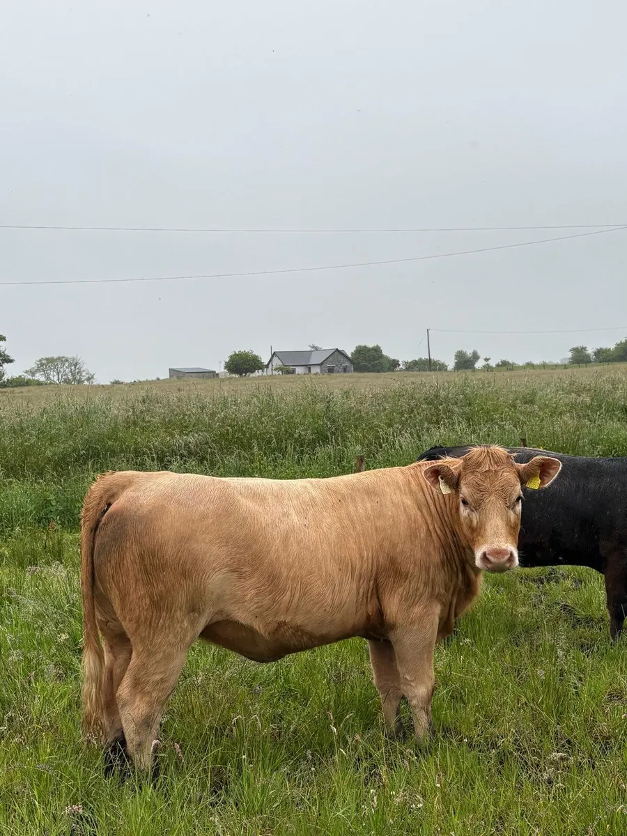 2 heifers - Image 3