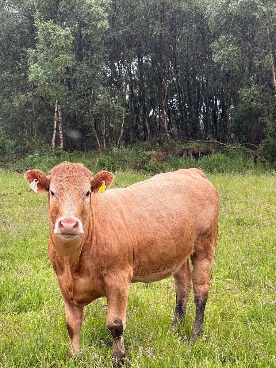 2 heifers - Image 4