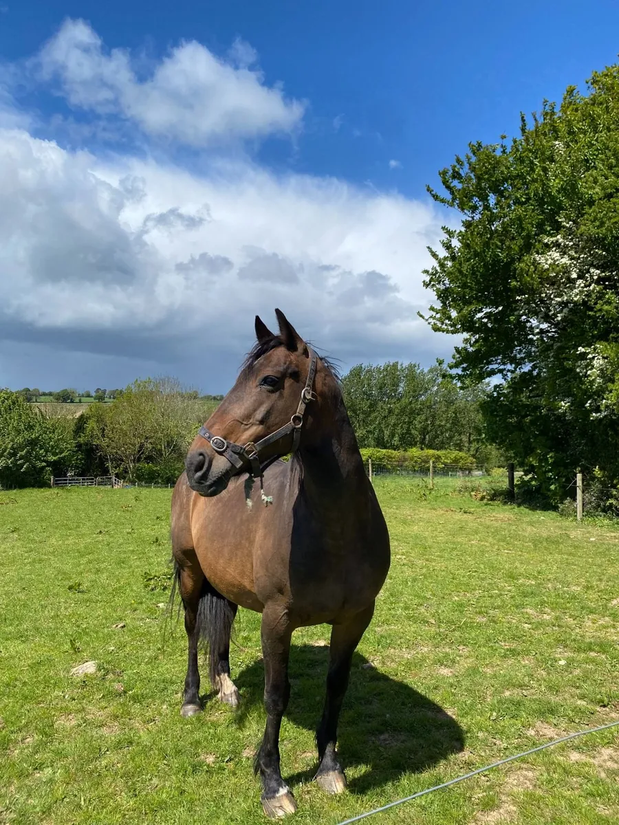 Proven 16.1hh Bay Brood Mare |Sports Horse Ireland - Image 1