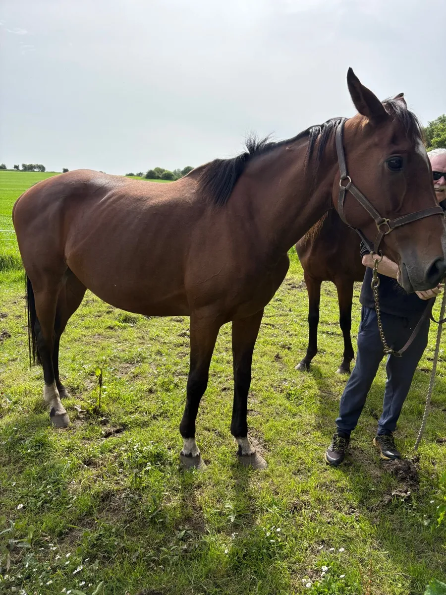 9 yr old mare by Ocovango ex westerner mare - Image 2