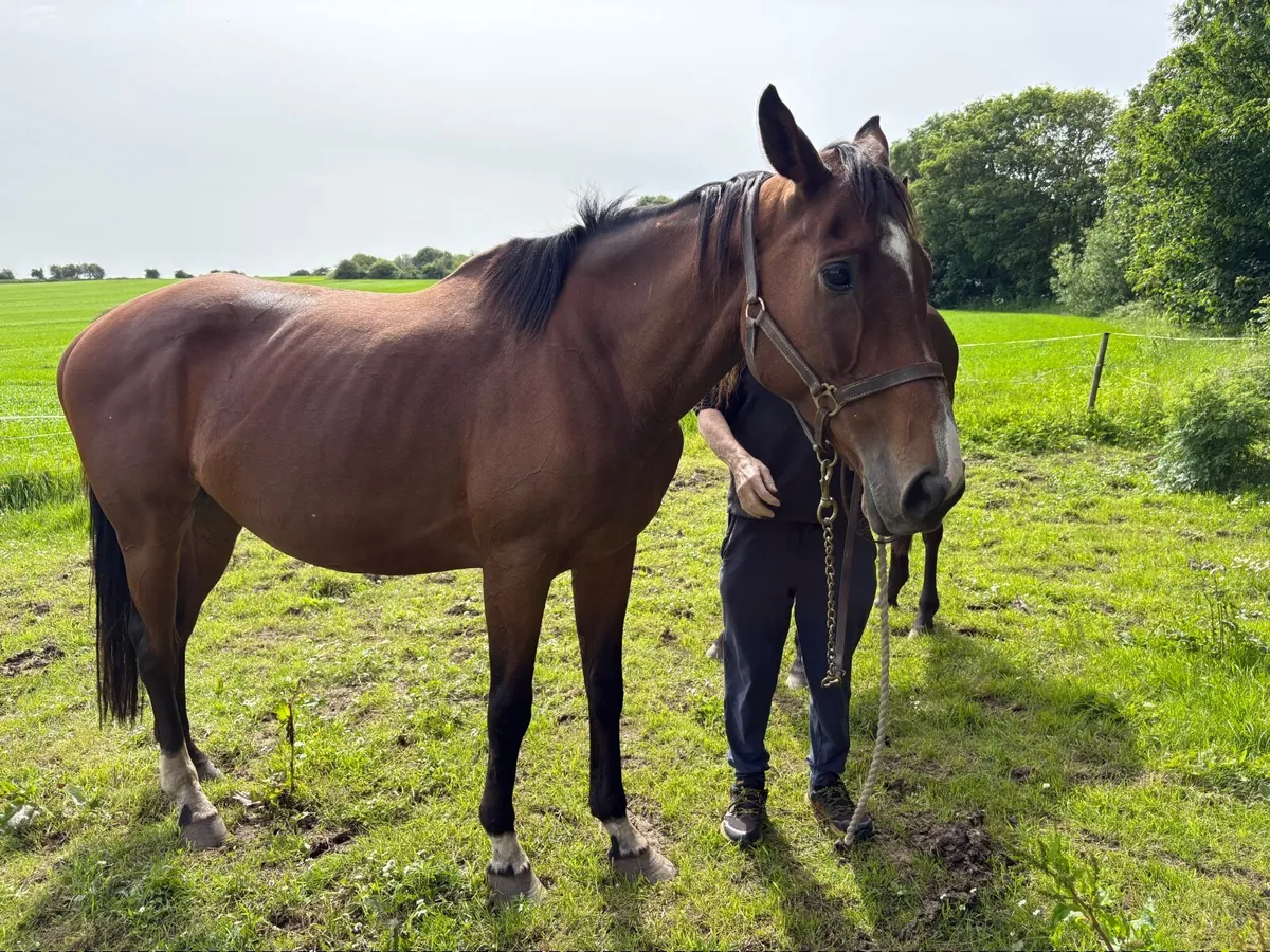 9 yr old mare by Ocovango ex westerner mare - Image 3