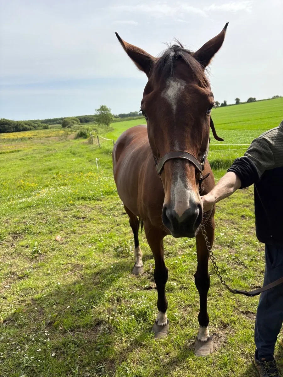 9 yr old mare by Ocovango ex westerner mare - Image 1