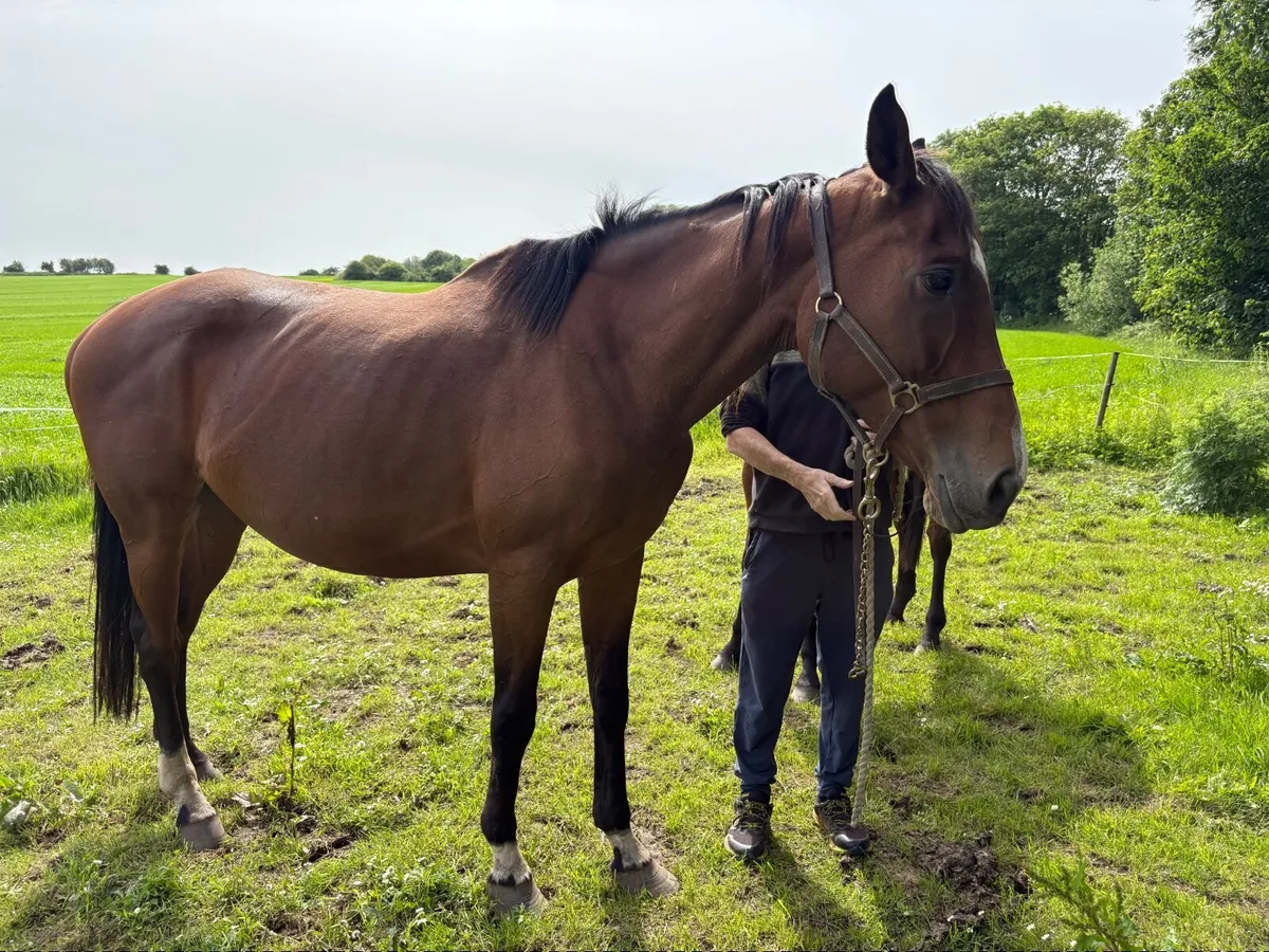 9 yr old mare by Ocovango ex westerner mare - Image 4