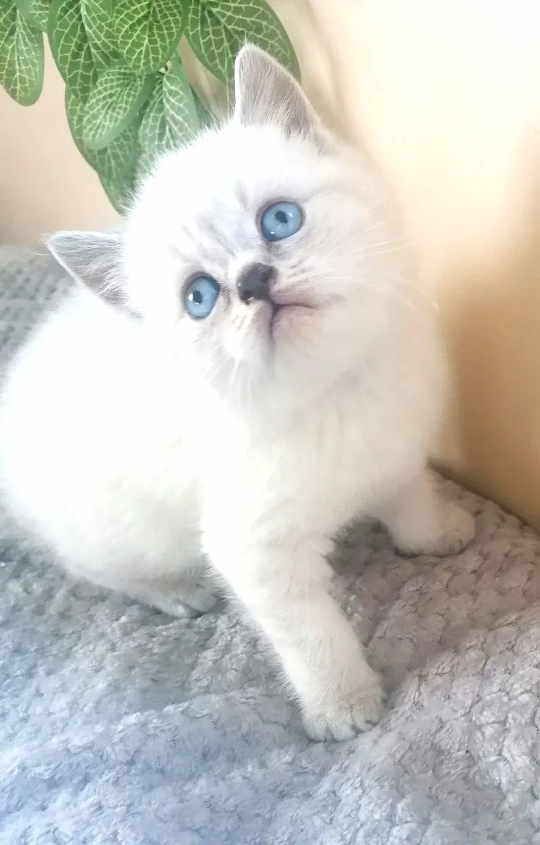 British Shorthair Kittens - Image 4