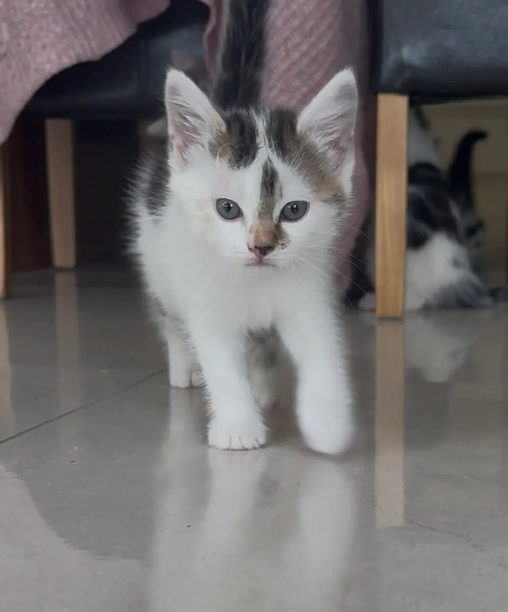Kittens - Image 4