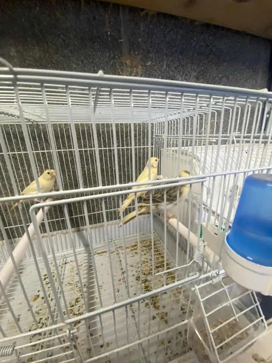 Canary’s - Image 2
