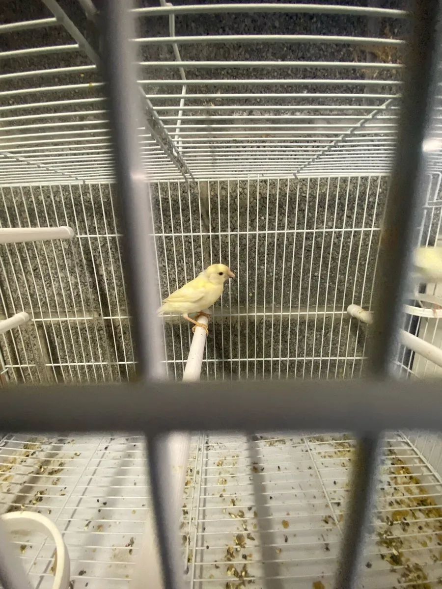 Canary’s - Image 3