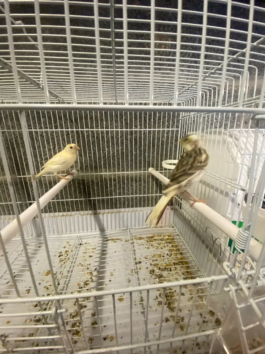 Canary’s - Image 4