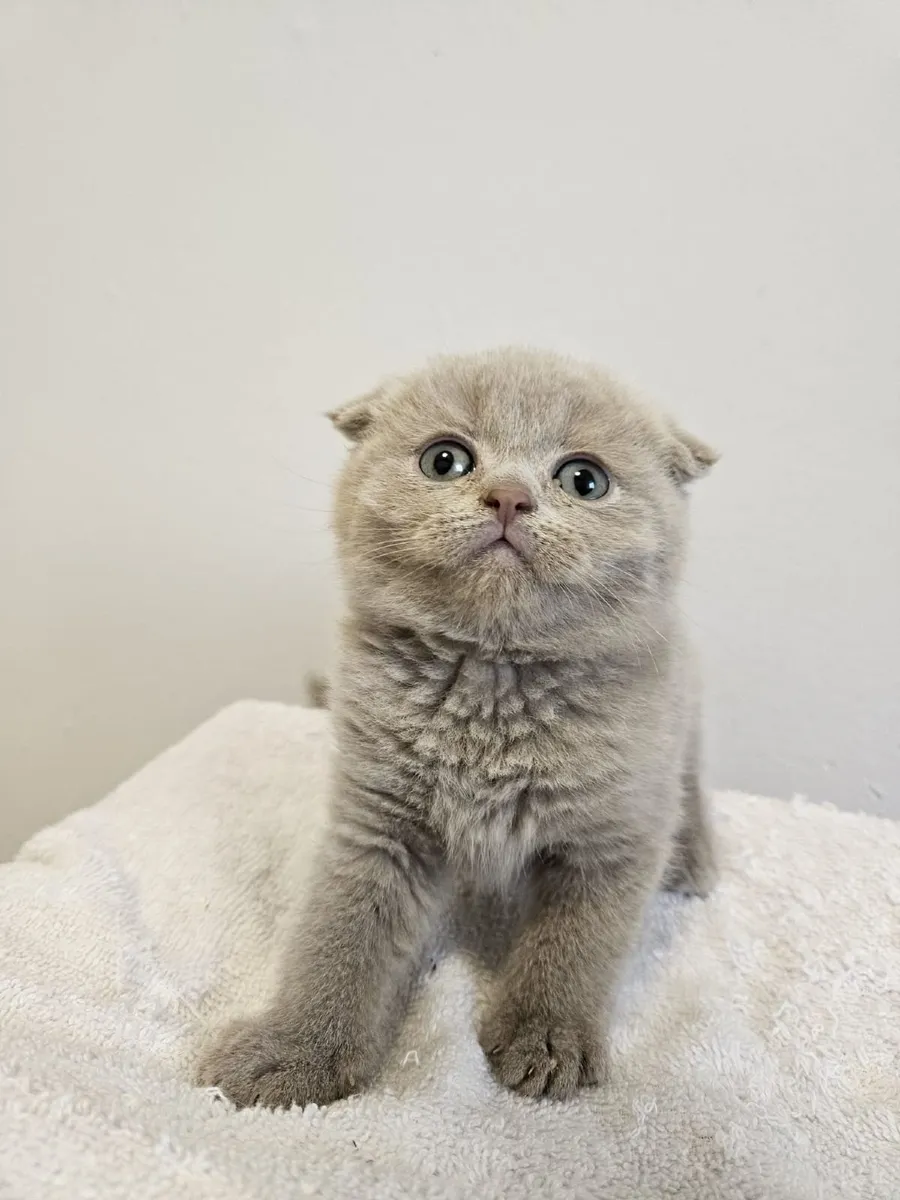 Scottish fold and straight - Image 2