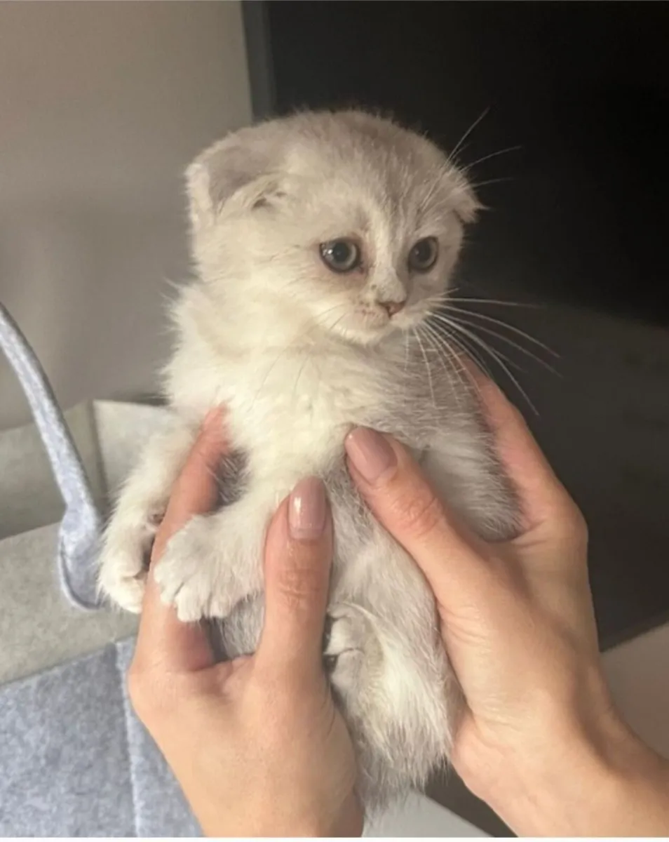 Scottish fold and straight - Image 1
