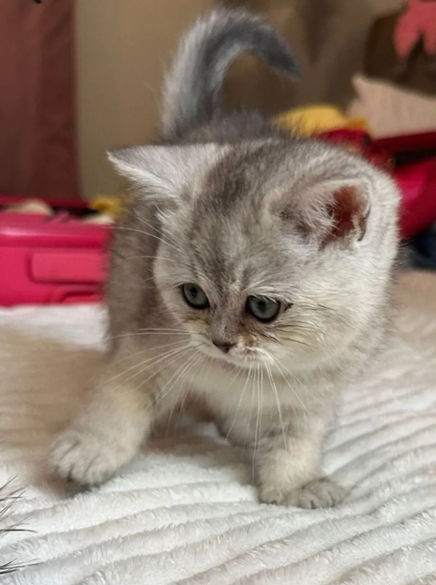 Scottish fold and straight - Image 3