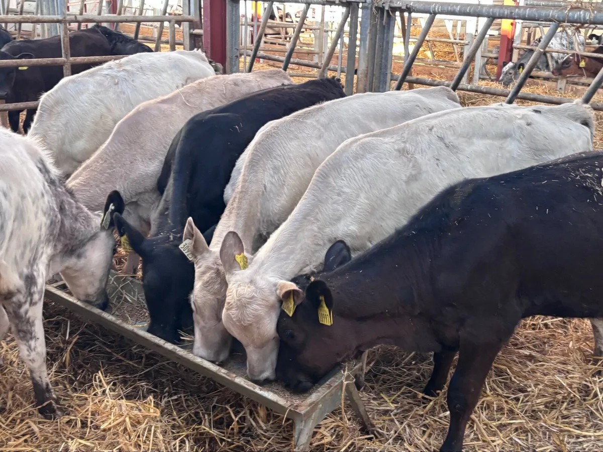 9 reared calves for sale @€765 - Image 2