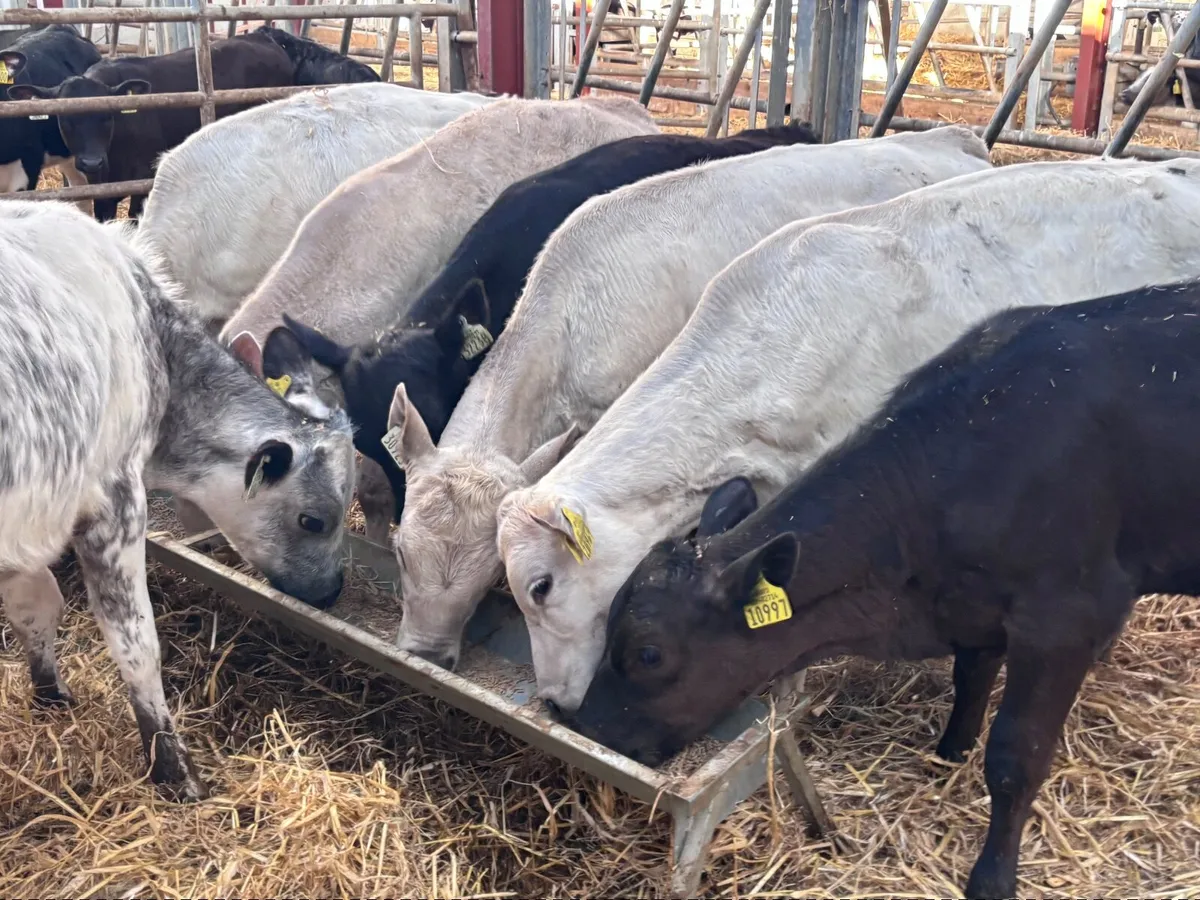 9 reared calves for sale @€765 - Image 1