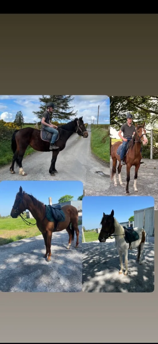 Selection of horses and pony’s - Image 1