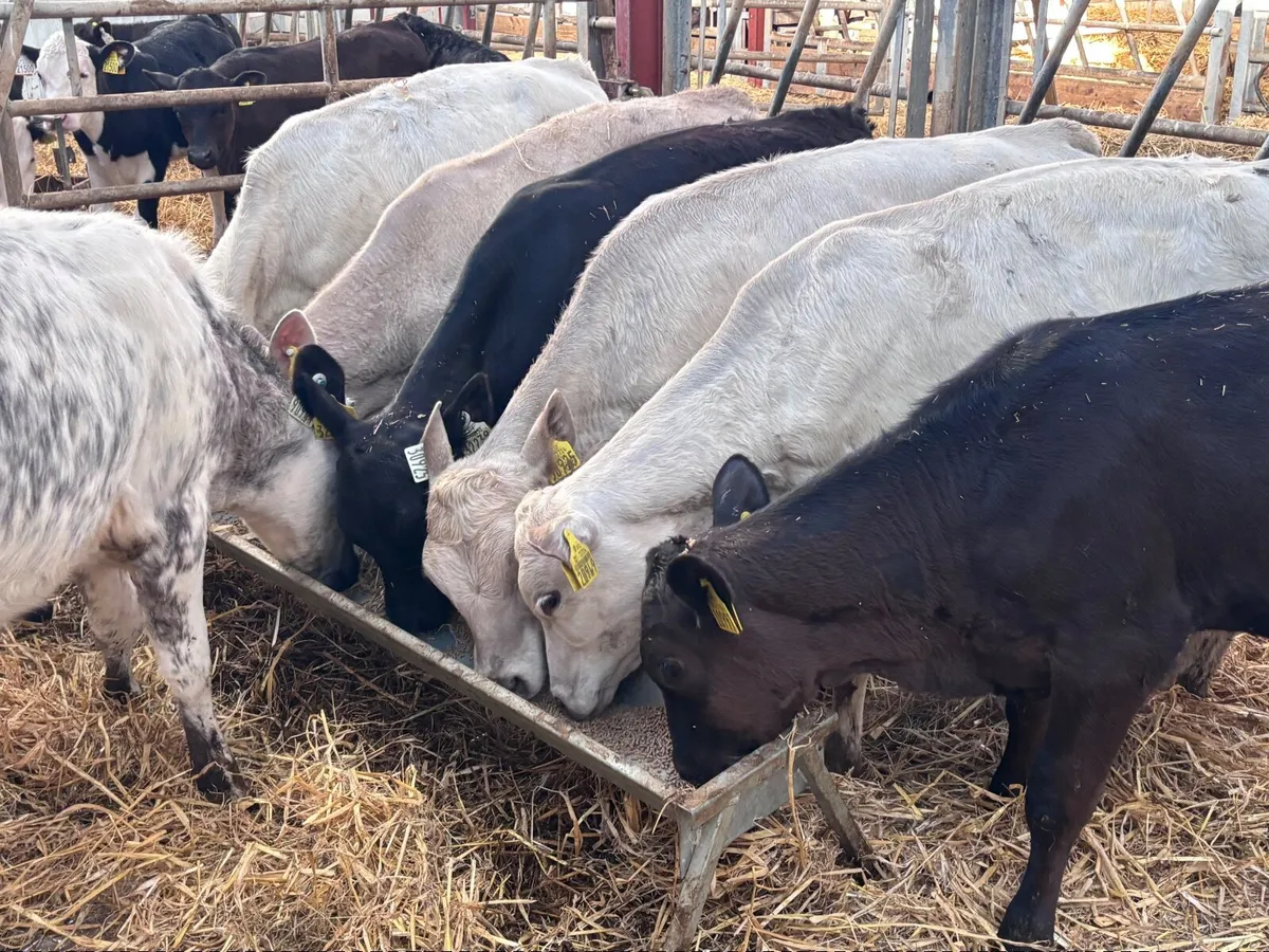 9 reared calves for sale @€765 - Image 3