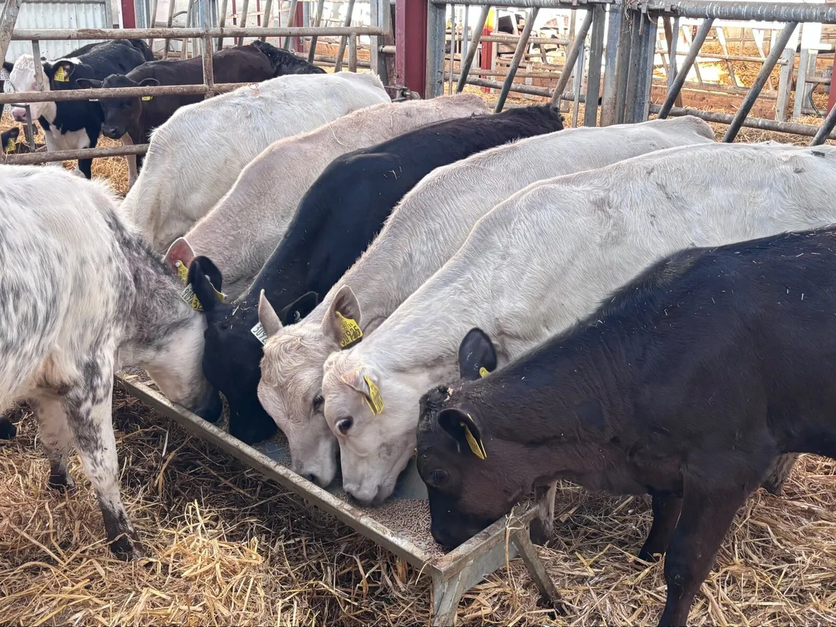 9 reared calves for sale @€765 - Image 4