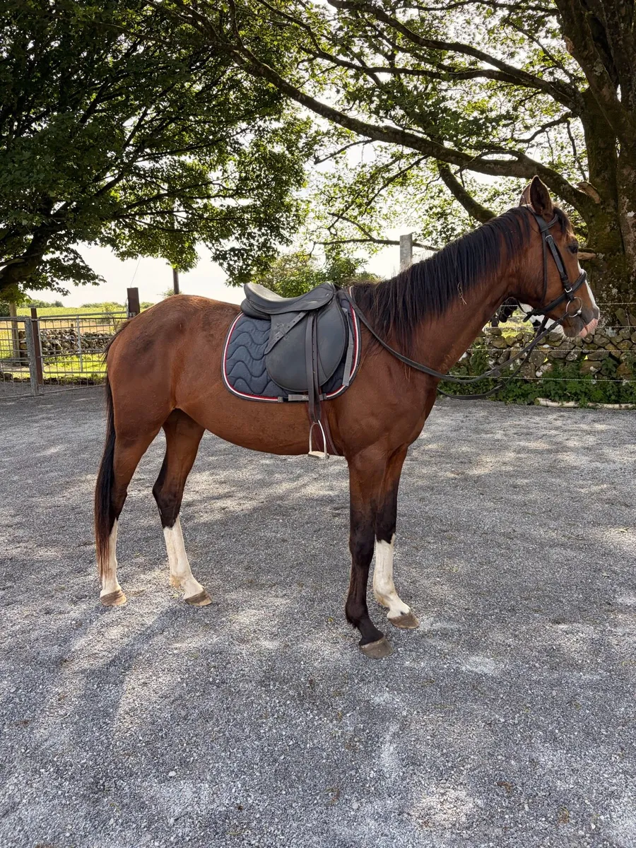 Selection of horses and pony’s - Image 3