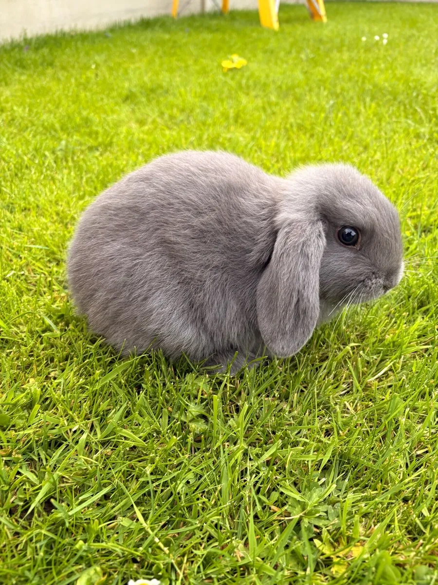 Holland Lop Rabbit - Image 1