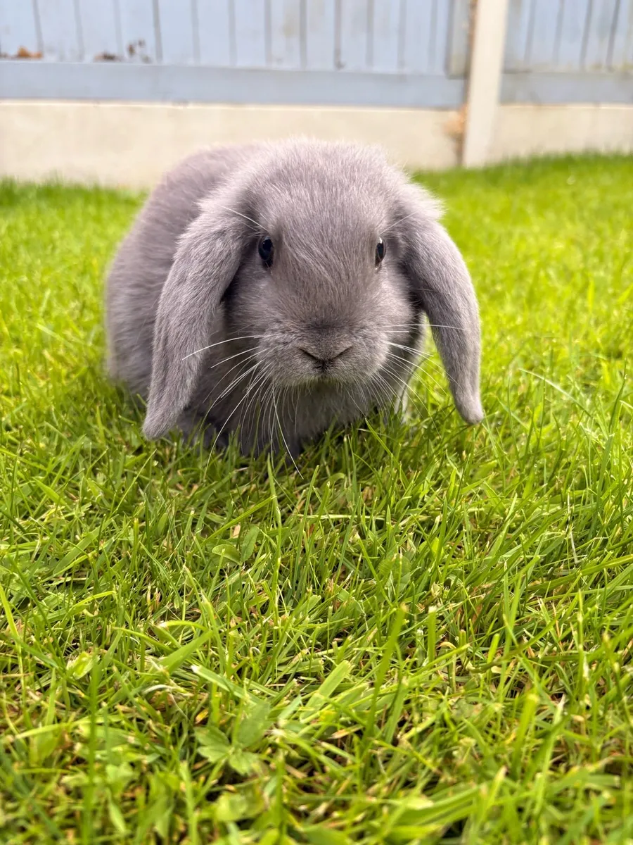 Holland Lop Rabbit - Image 2