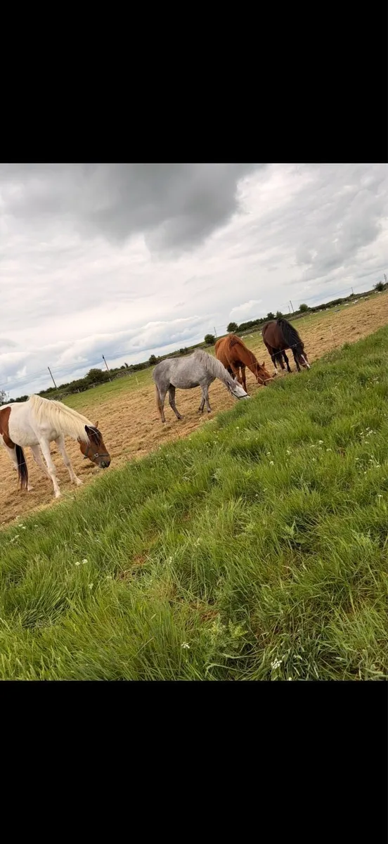 Selection of horses and pony’s - Image 2