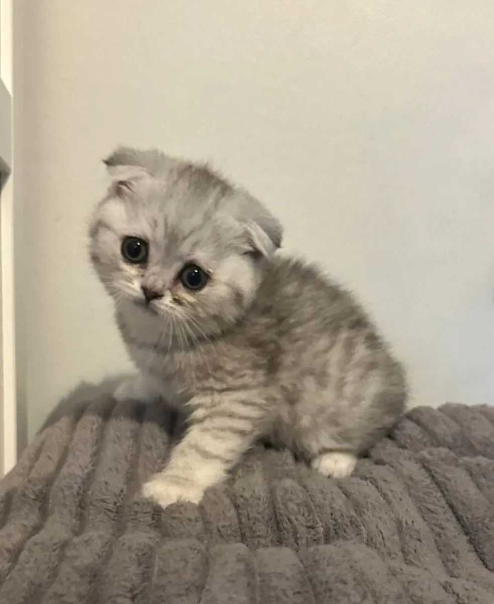 Scottish fold and straight - Image 4