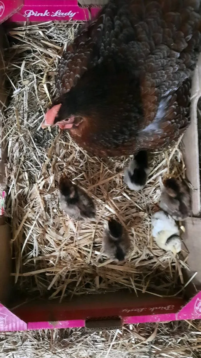 Poultry Hatching eggs and chicks - Image 1