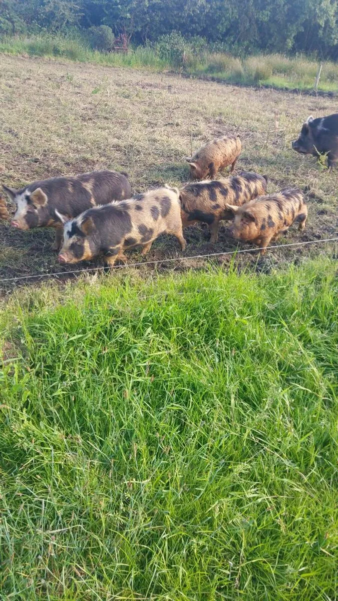 Kune Kune Females - Image 2
