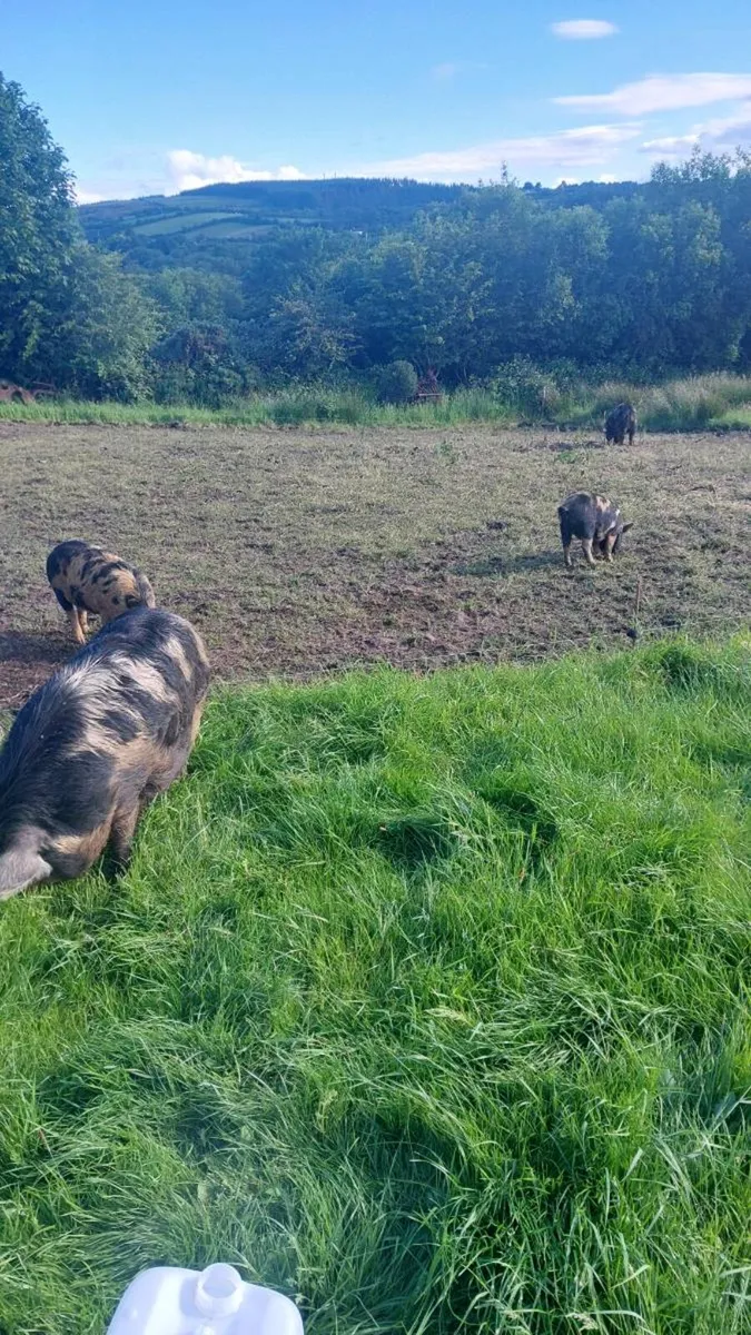 Kune Kune Females - Image 3