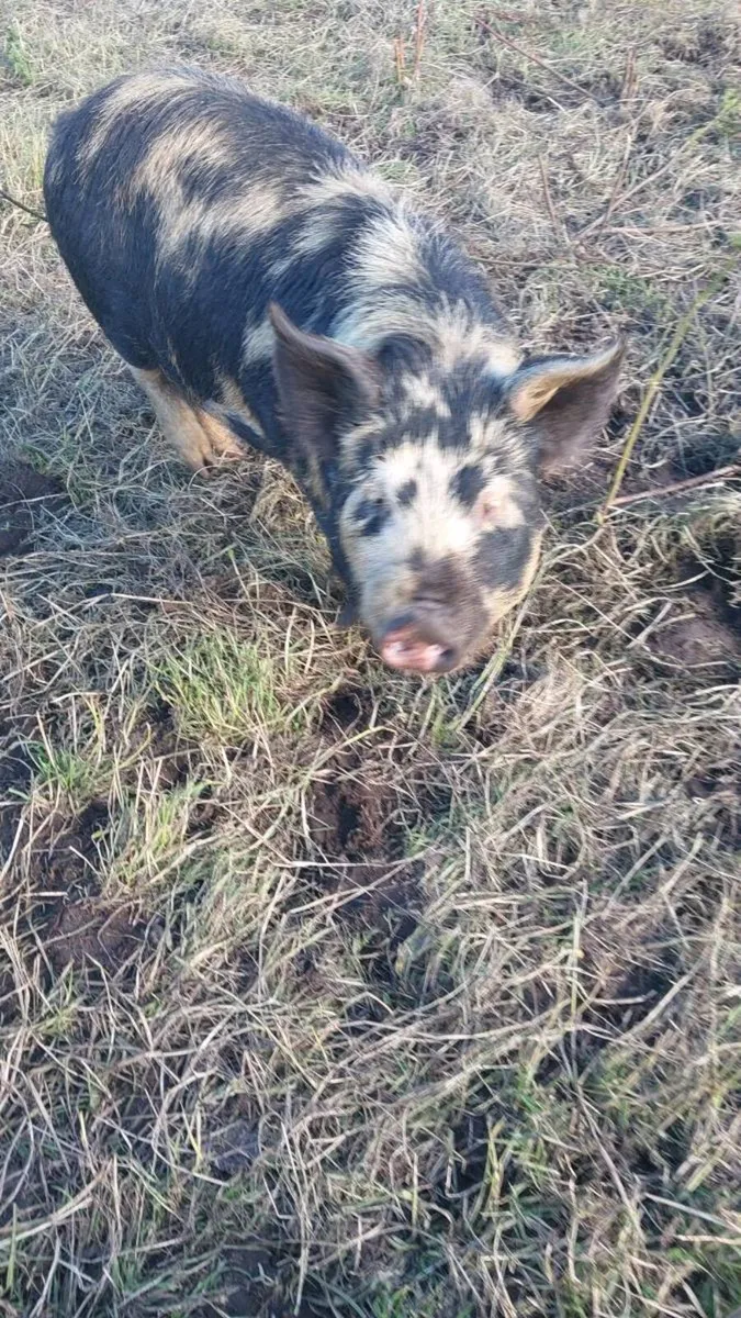 Kune Kune Females - Image 1
