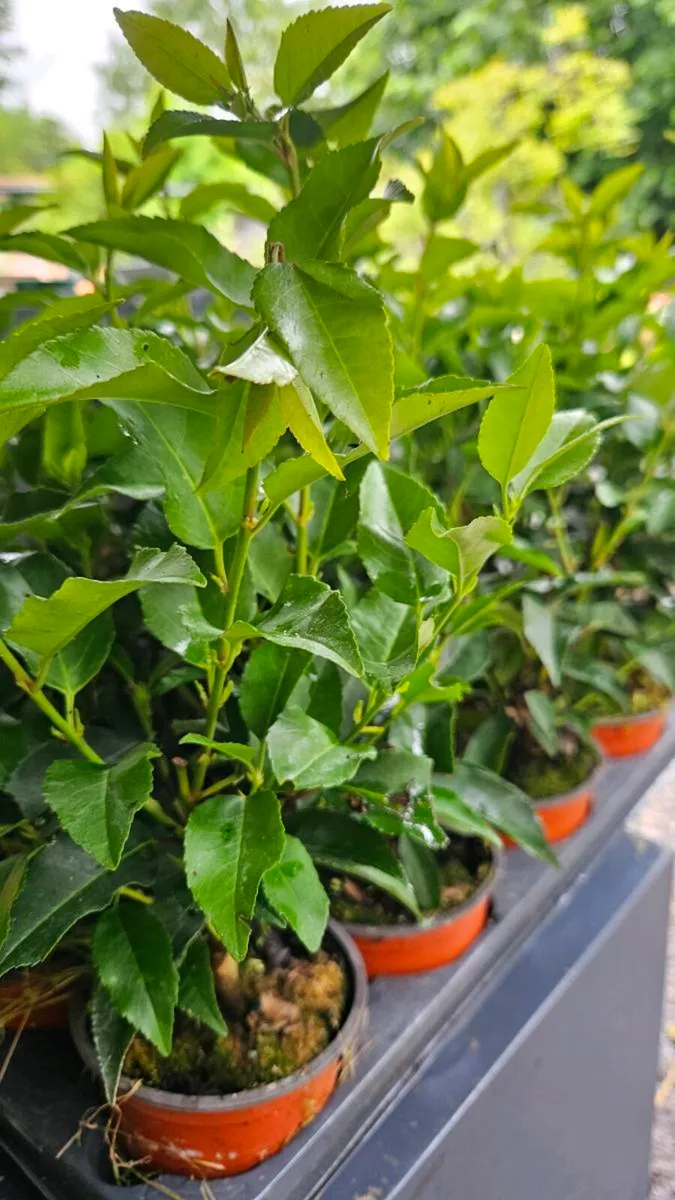 Potted Portuguese Laurel - Image 1