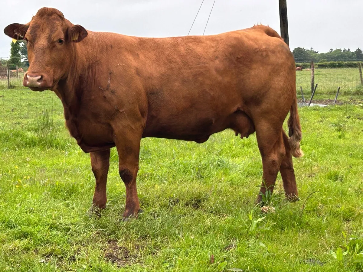 2 super incalf 5 star ⭐️⭐️⭐️⭐️⭐️sucklers - Image 2