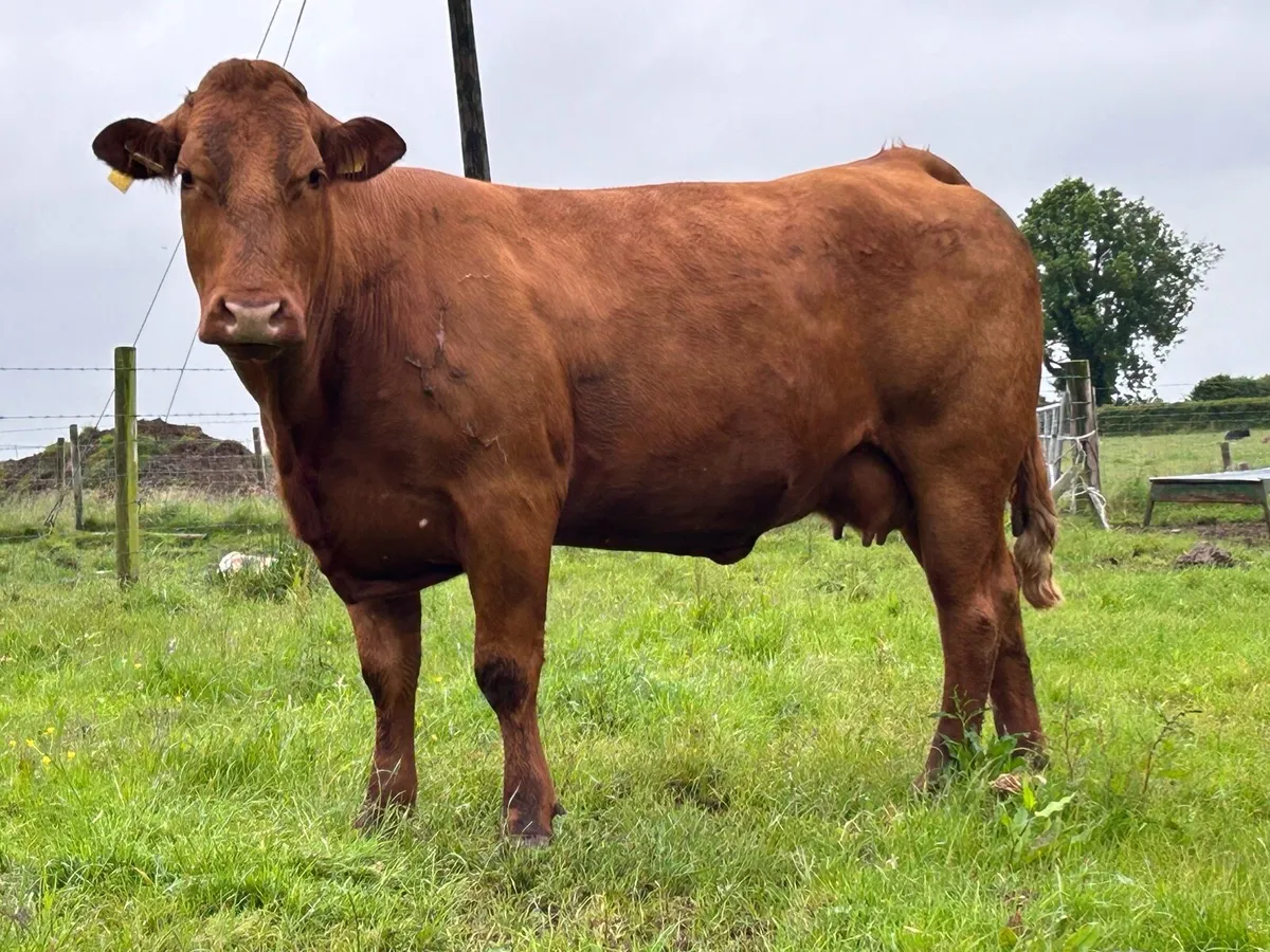 2 super incalf 5 star ⭐️⭐️⭐️⭐️⭐️sucklers - Image 3