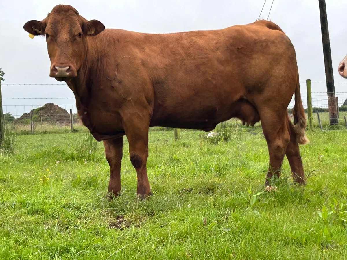 2 super incalf 5 star ⭐️⭐️⭐️⭐️⭐️sucklers - Image 1