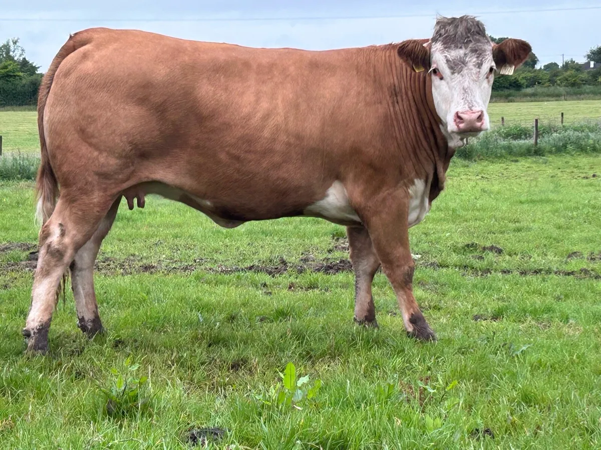 2 super incalf 5 star ⭐️⭐️⭐️⭐️⭐️sucklers - Image 4