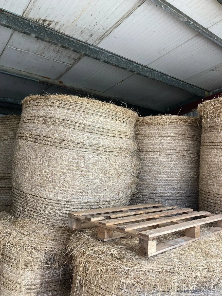 Hay - Image 2