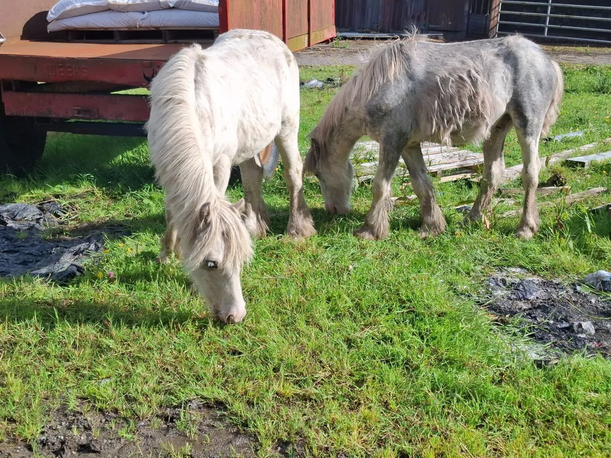 Ponies - Image 2