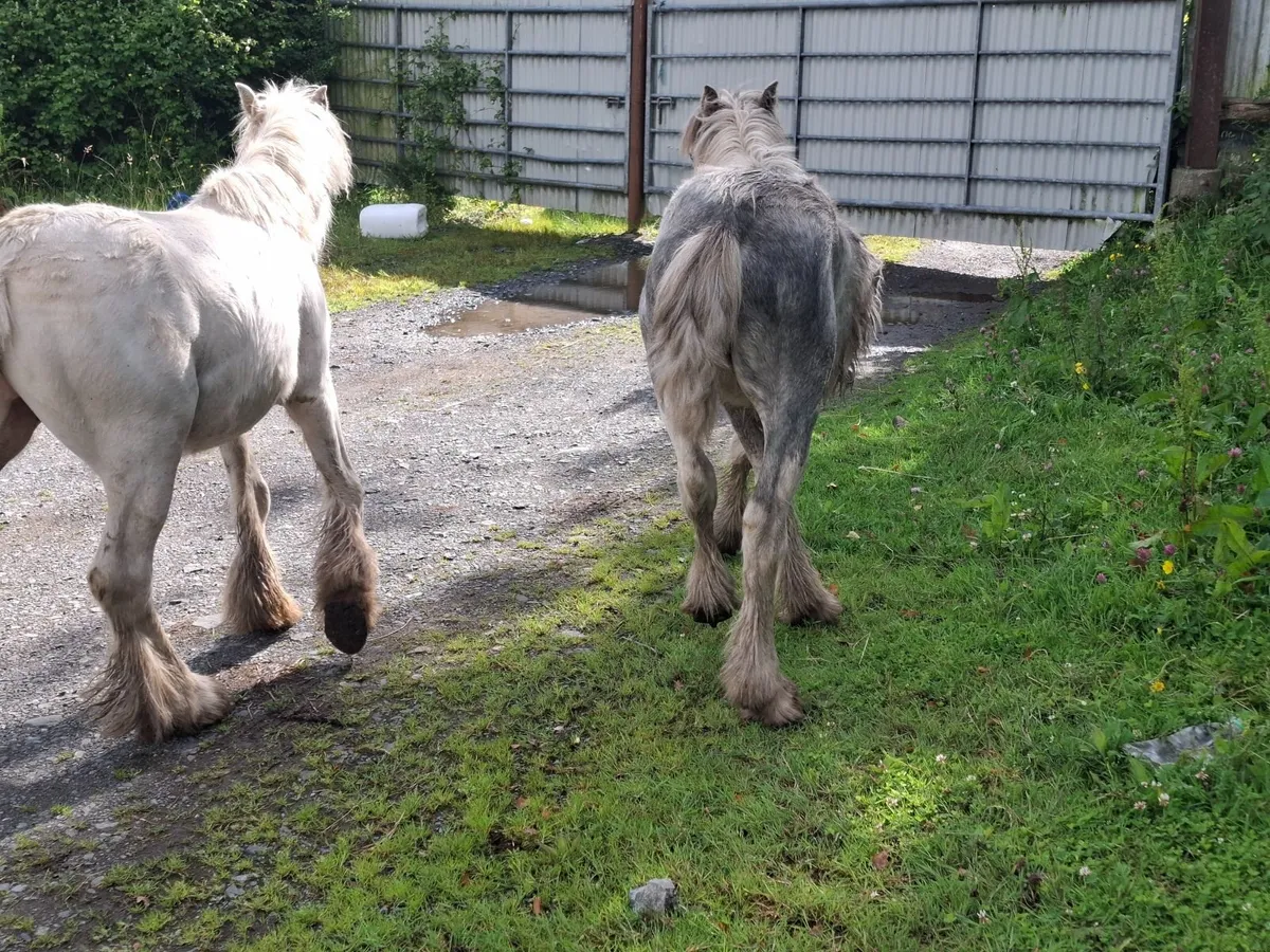 Ponies - Image 3