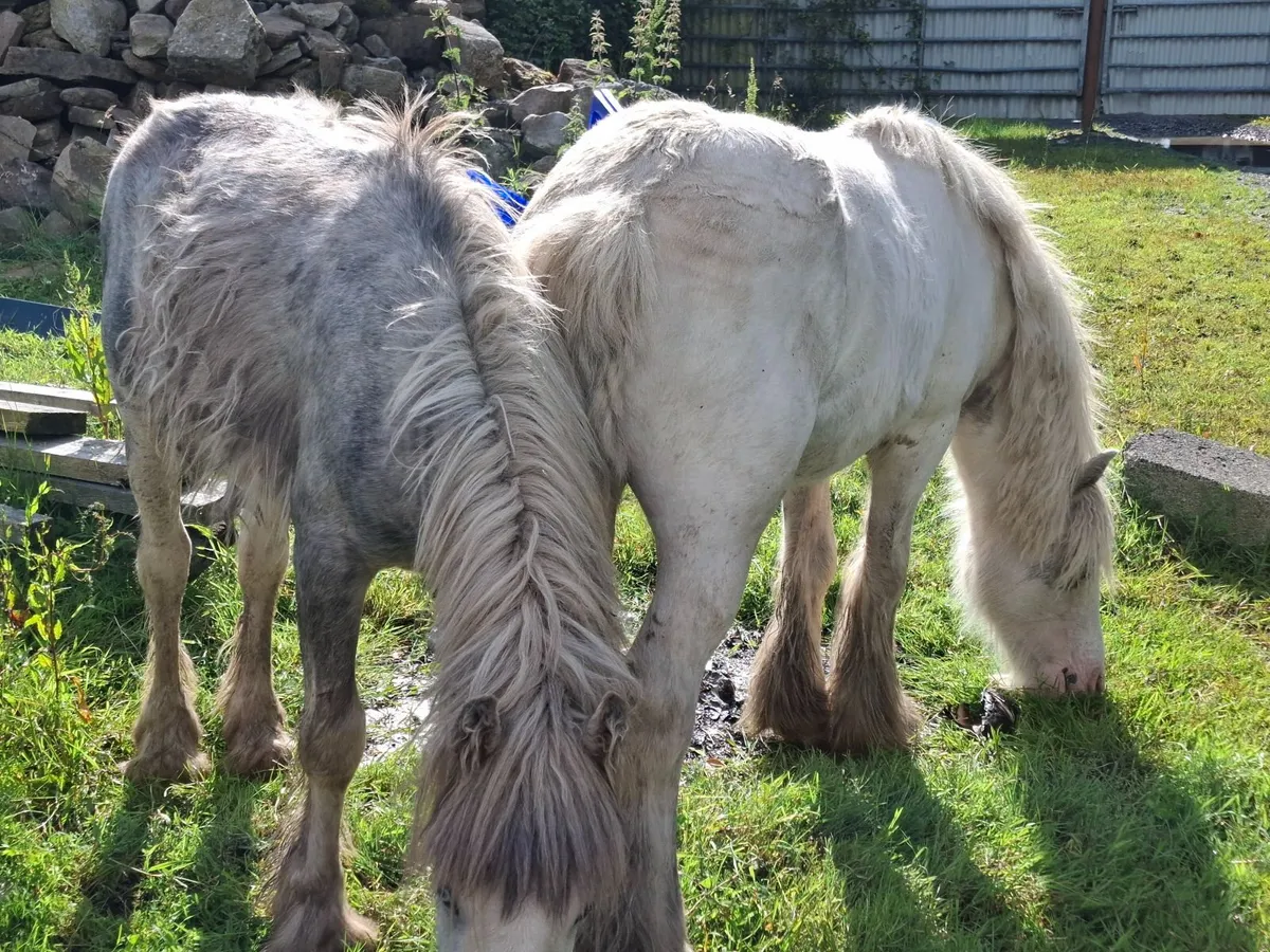 Ponies - Image 1