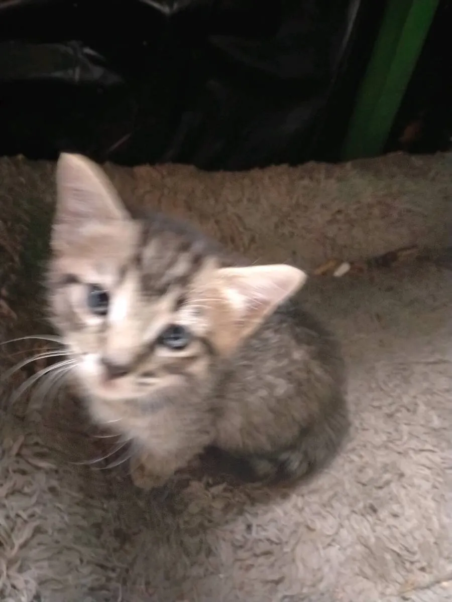 Lovely kittens for sale - Image 4
