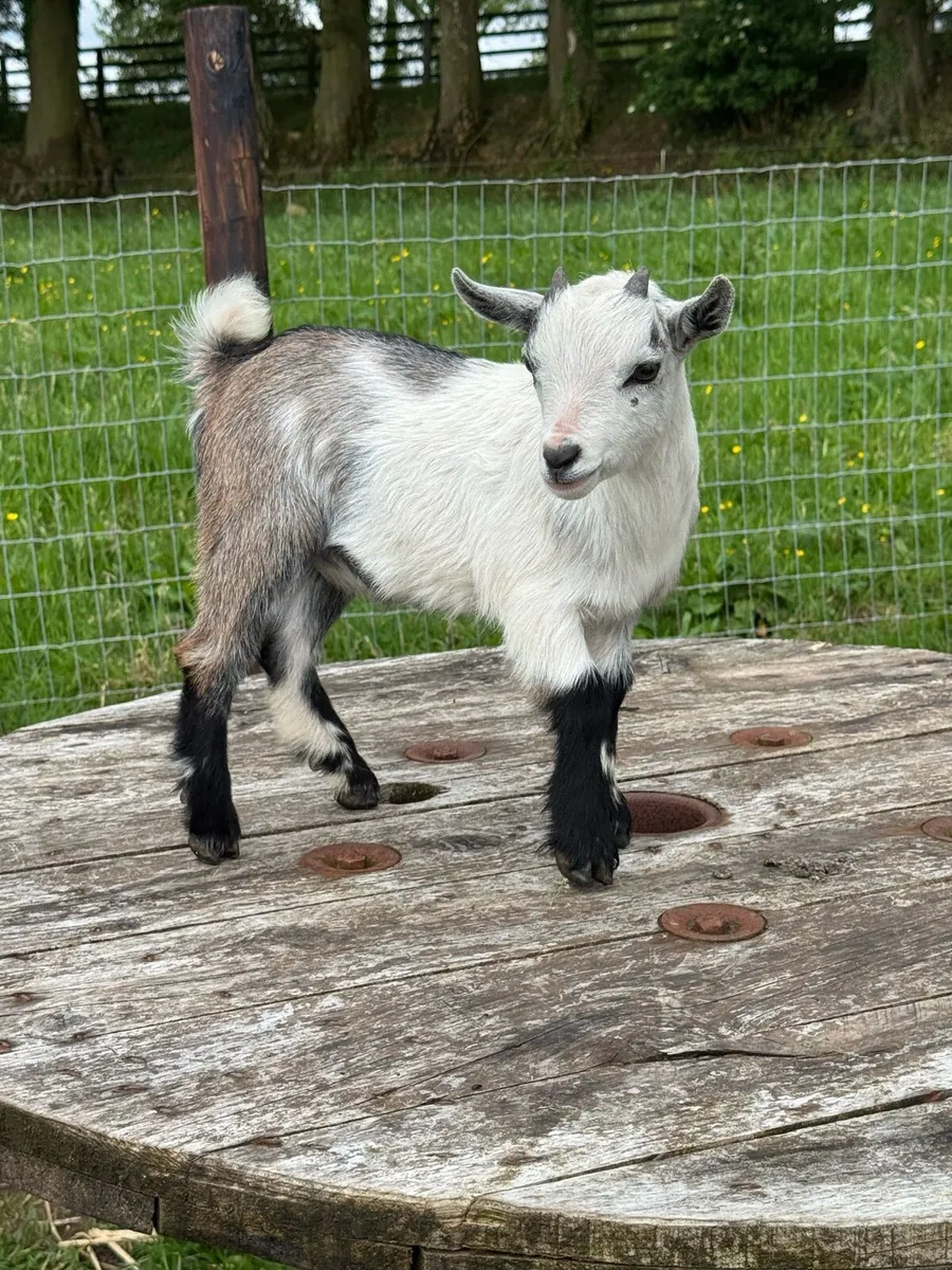 Pedigree Pygmy Goats - Image 2