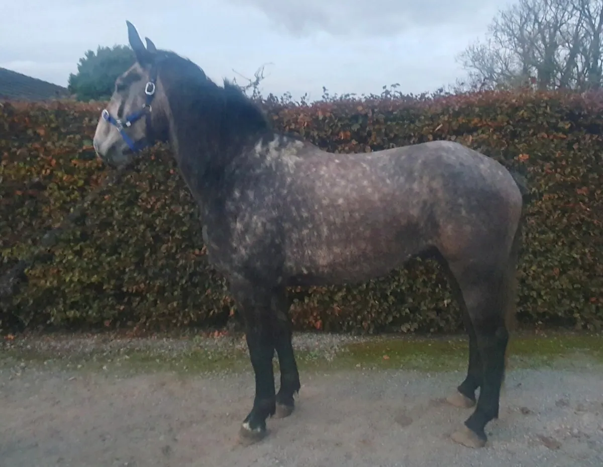 4 Year Old Full Irish Draft Gelding - Image 1
